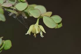 Image result for Phyllanthus macranthus