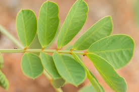 Image result for Senna italica