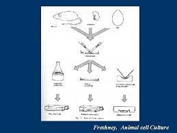 (1976) on the nature of heritable variation in cultured somatic cells. Http Cheng Dlearn Kmu Edu Tw Introduction The
