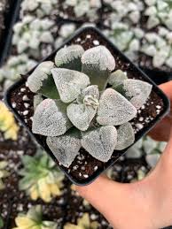 Image result for Pavetta pygmaea