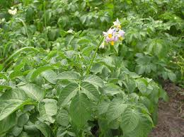 Image result for Solanum tuberosum