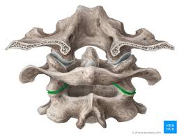 The name for the bone was derived this junction allows the head to nod up and down. Atlantoaxial Joint Anatomy Function Movements Kenhub