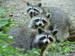 There S Pie Cute Raccoon Pet Raccoon Raccoon