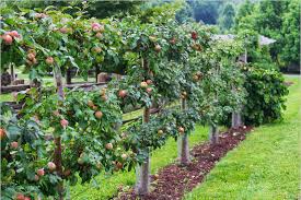 To grow a fruit tree in a pot you need a container of at least 25 gallons. Gravenstein Apple Espalier Tree Garden Design Fruit Trees Backyard Fruit Trees Garden Design