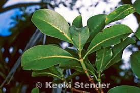 Image result for Psychotria moninensis