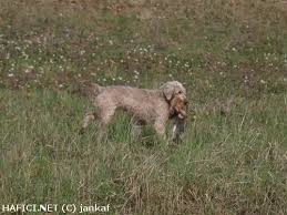 Image result for slovenský ohař hrubosrstý