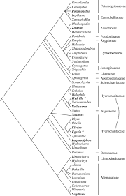 Image result for Wiesneria