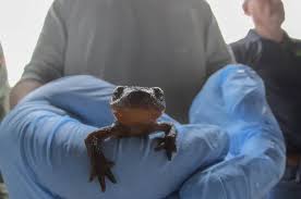 Image result for Craterostigma newtonii