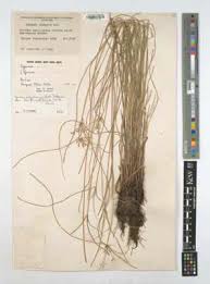 Image result for Pycreus laxespicatus