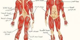 Human Body Muscle Body