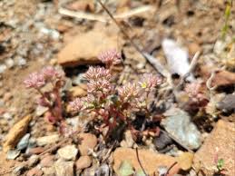 Image result for Polycarpon