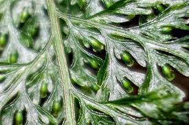 Image result for Vandenboschia