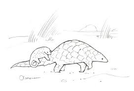 Studio Tuesday Blog Animal Drawings Pangolin Art Doodle Illustration