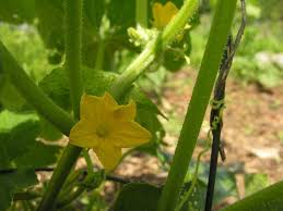 Image result for how to self pollinate cucumbers