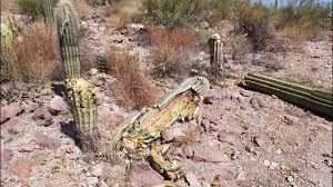 Peter, i am not sure, if you will be able to root the broken arm of that saguaro cactus. Park Investigators Looking For Suspects After 8 Saguaros Cut Down 12news Com
