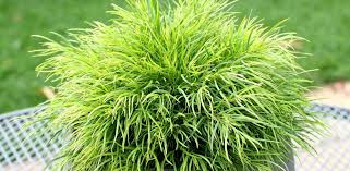 Image result for Carex cognata