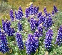 Some say they are found in the northeastern part of us. Spring Wildflowers In California S Antelope Valley