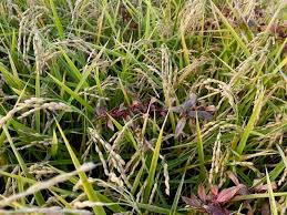 Image result for Bergia capensis