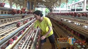 Beli ayam petelur online berkualitas dengan harga murah terbaru 2021 di tokopedia! Cara Ternak Ayam Petelur Bisnis Mandiri Modal Kecil Namun Untung Puluhan Juta Sewa Baliho Pekanbaru Dan Billboard Pekanbaru