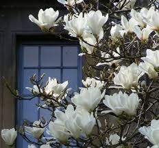 White Magnolia Tree Nz Google Search White Magnolia Tree White Magnolia Magnolia Trees