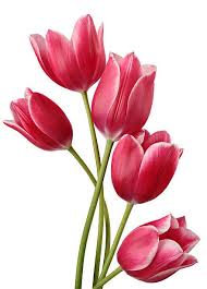 Pin On Flowers