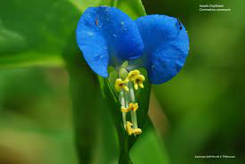 Aktualisiere deine garderobe mit neuen styles & exklusiven asos marken. Us Wildflower S Database Of Blue Wildflowers For Oregon