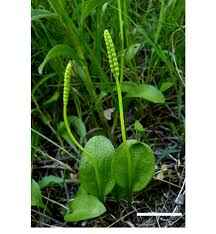 Image result for Ophioglossum vulgatum