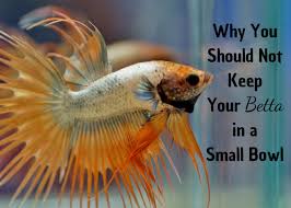 How can i get good betta fish cheap? Betta Fish In Bowls Just Say No Pethelpful By Fellow Animal Lovers And Experts