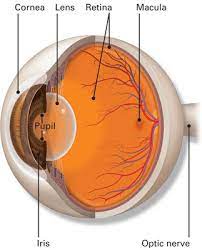 For patients for doctors 800.826.4631 The Retina Oregon Eye Consultants