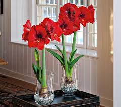 Amaryllis Ferrari Bulb Flowers Indoor Flowers Amaryllis Bulbs