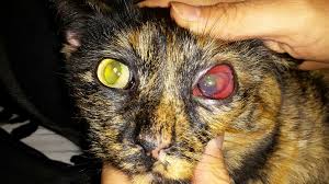 If the ulcers are deep or are growing, surgery (with hospitalization) may be required and activity will. When Should You Seek Veterinary Care Regarding Eye