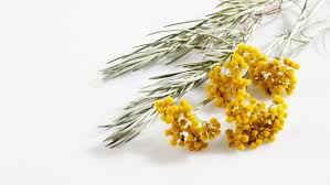 Charcuterie corse, huiles essentielles d'immortelle bio, farine de chataigne corse, huile d'olive de balagne, vins apéritifs, oeil de sainte lucie, produits de beauté, canistrelli, figatelli. La Fleur D Immortelle Souvenir De Corse Femmes D Aujourd Hui