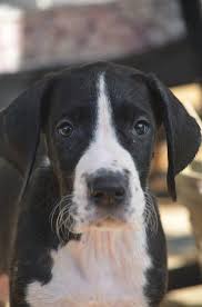 Great dane family pet farm. Great Dane Puppy Dog For Sale In Stuart Virginia