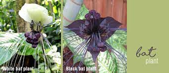 How To Grow Black Bat Plant Tacca Chantrieri Searles Gardening
