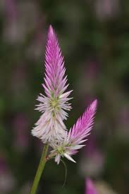 Image result for Celosia elegantissima