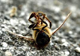 You might be interested in. Pest Control Vs Bee Relocation Garden Variety Bees