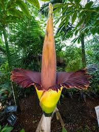 Check spelling or type a new query. These 6 Stinky Plants Really Smell Gardening Channel