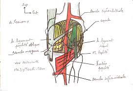 Anatomie L Articulation Du Genou Anatomie Anatomie Humaine Articulation