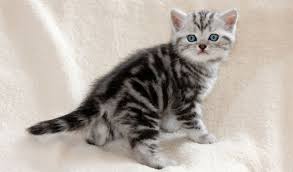 British Shorthair Cat Breed Information British Shorthair Kittens Russian Blue Cat British Shorthair Cats