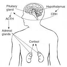 How to test for cushing syndrome. Cushing Syndrome Lab Tests Online