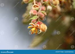 Image result for Grewia retinervis