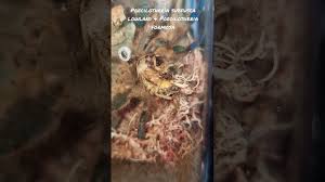 Image result for Centema subfusca