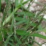 Image result for Eragrostis pilosa