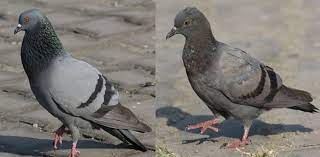 All About Birds Have You Ever Seen A Baby Pigeon Pettime