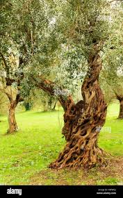 Image result for Oleaceae