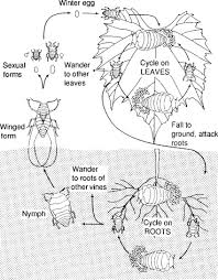 Image result for Tetranychidae grapevine