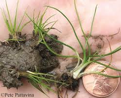 Image result for Isoetes schweinfurthii