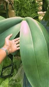 The cameron highlands is a district in pahang, malaysia, occupying an area of 712.18 square kilometres (274.97 sq mi). Orchidcraze Jalan Jalan Cari Orkid Kuala Lumpur To Cameron Highlands Cameron Highlands Orchids Phalaenopsis