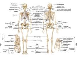 skeletal system parts structure functions bones videos