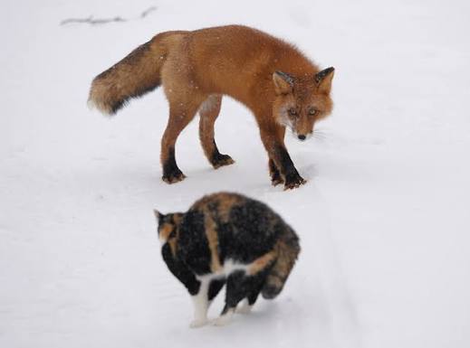 The Pet Detectives